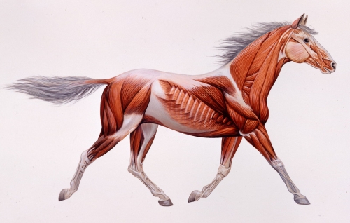 Muskeln des Pferdes